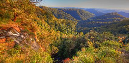 Canyon Lookout - Springbrook National Park - QLD T (PB5D 00 3972)